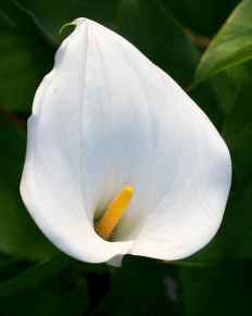 Arum Lily Zantedeschia aethiopica